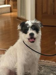 Found/Stray Female Dog last seen unknow, Easley, SC 29641