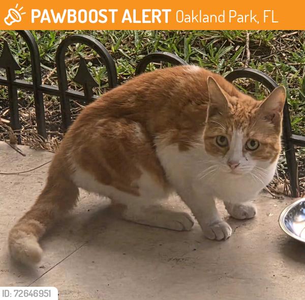 Found/Stray Unknown Cat last seen Andrew's Ave, Oakland Park, FL 33304