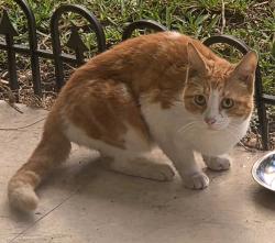 Found/Stray Unknown Cat last seen Andrew's Ave, Oakland Park, FL 33304