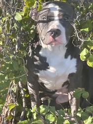 Found/Stray Male Dog last seen Unity learning academy , Tulsa, OK 74115