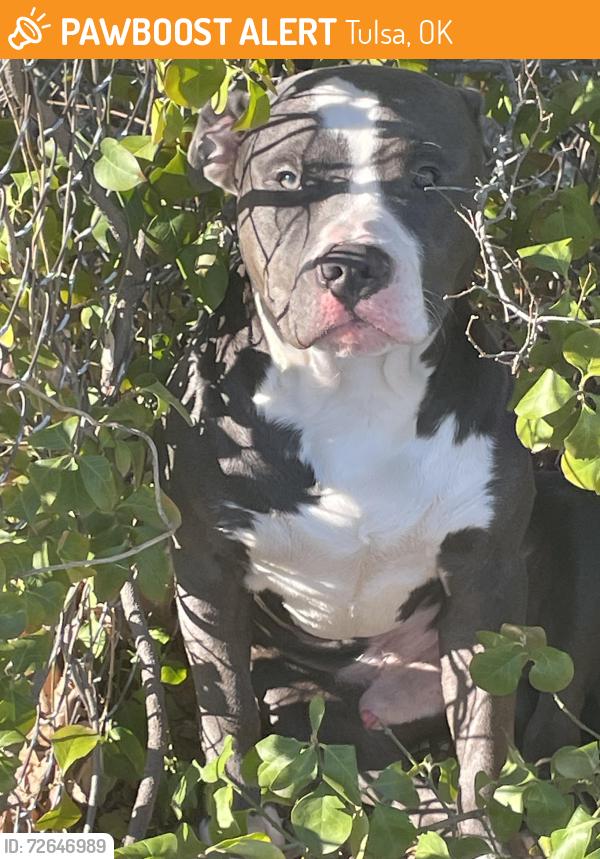 Found/Stray Male Dog last seen Unity learning academy , Tulsa, OK 74115