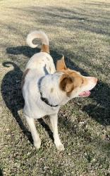 Found/Stray Unknown Dog last seen South lakes park, basketball courts and playground , Oklahoma City, OK 73173