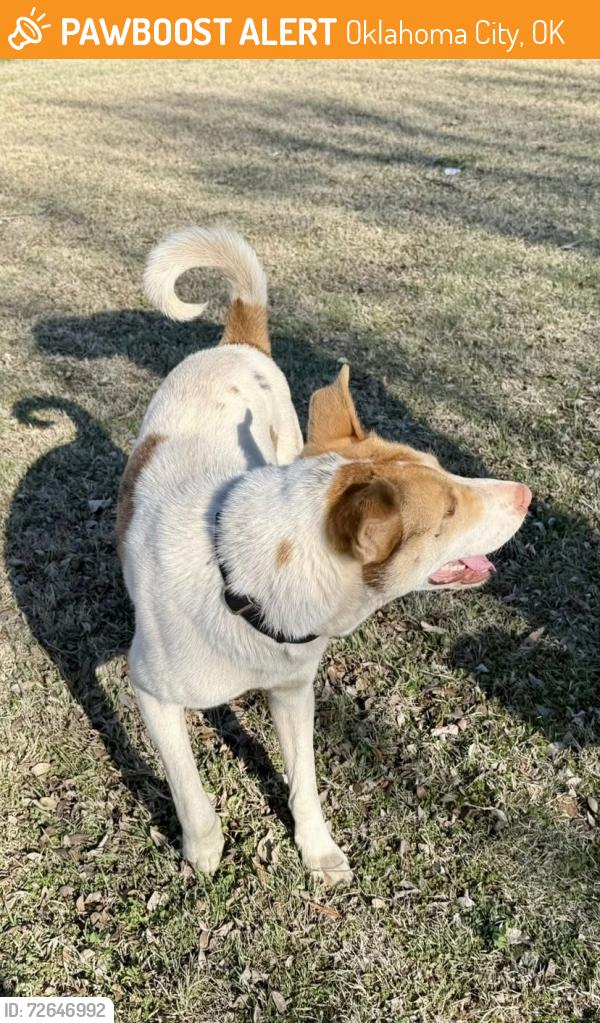 Found/Stray Unknown Dog last seen South lakes park, basketball courts and playground , Oklahoma City, OK 73173