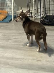Lost Male Dog last seen Kepler Rd, Pottstown, PA 19464