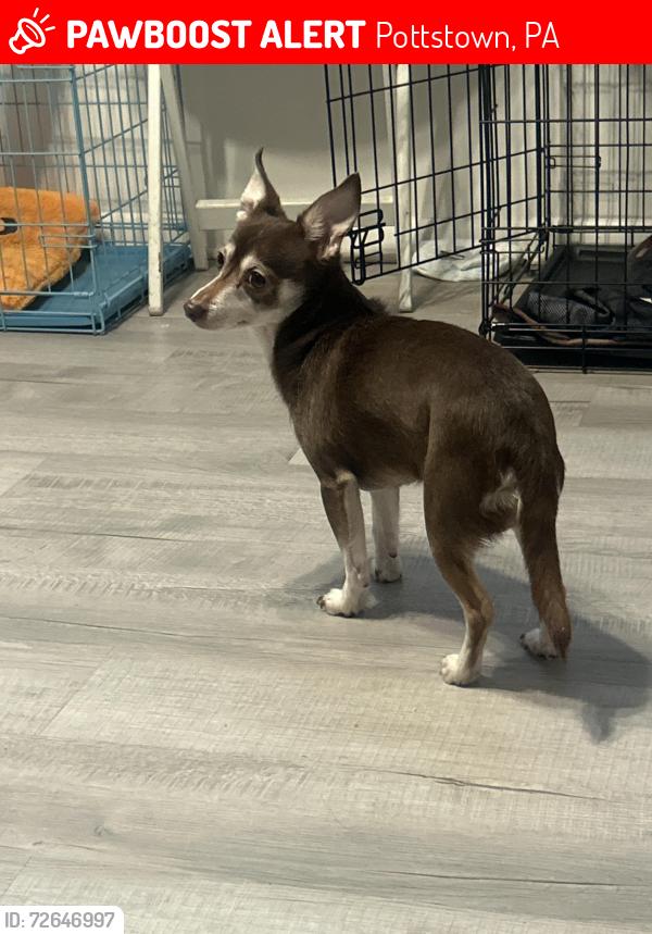 Lost Male Dog last seen Kepler Rd, Pottstown, PA 19464
