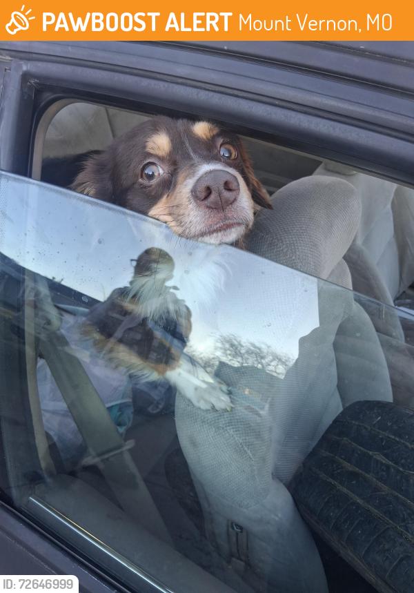 Found/Stray Male Dog last seen Mt vernon and market, Mount Vernon, MO 65712