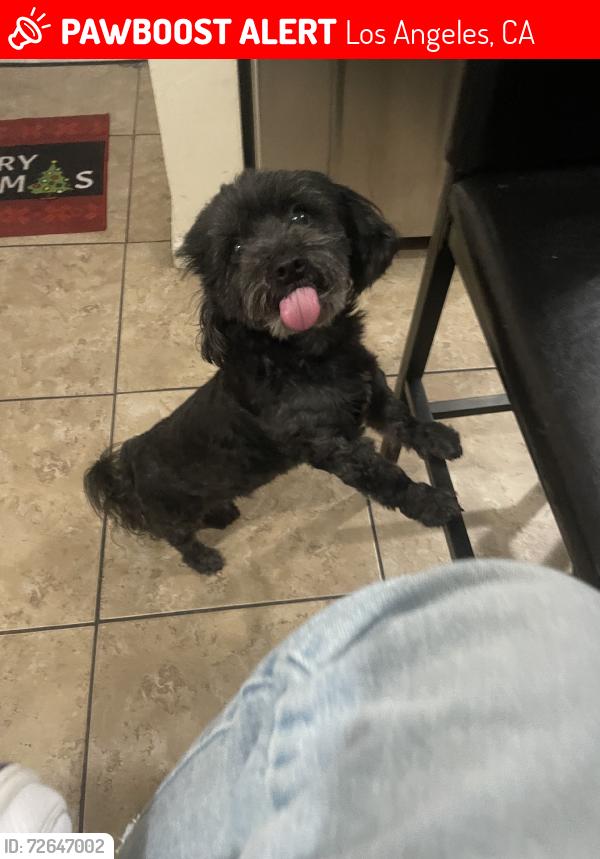 Lost Male Dog last seen 82nd St, Los Angeles, CA 90003