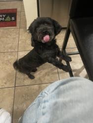 Lost Male Dog last seen 82nd St, Los Angeles, CA 90003