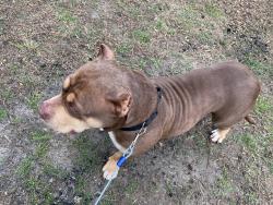 Found/Stray Female Dog last seen West Gate city , Greensboro, NC 27407