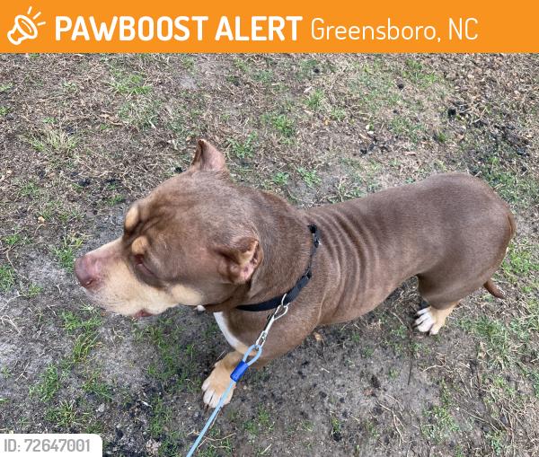 Found/Stray Female Dog last seen West Gate city , Greensboro, NC 27407