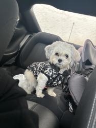 Lost Male Dog last seen Near rutgers cir , rowlett tx 75088, Rowlett, TX 75088