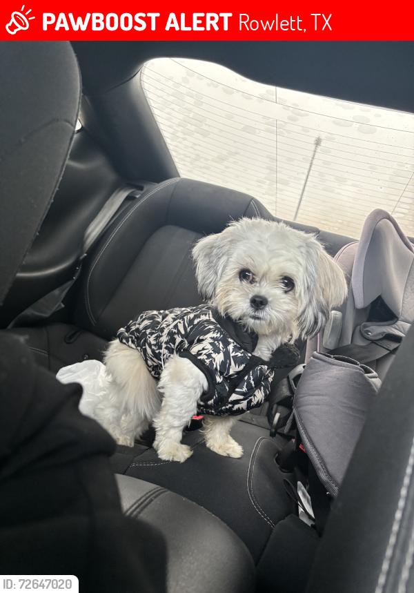 Lost Male Dog last seen Near rutgers cir , rowlett tx 75088, Rowlett, TX 75088