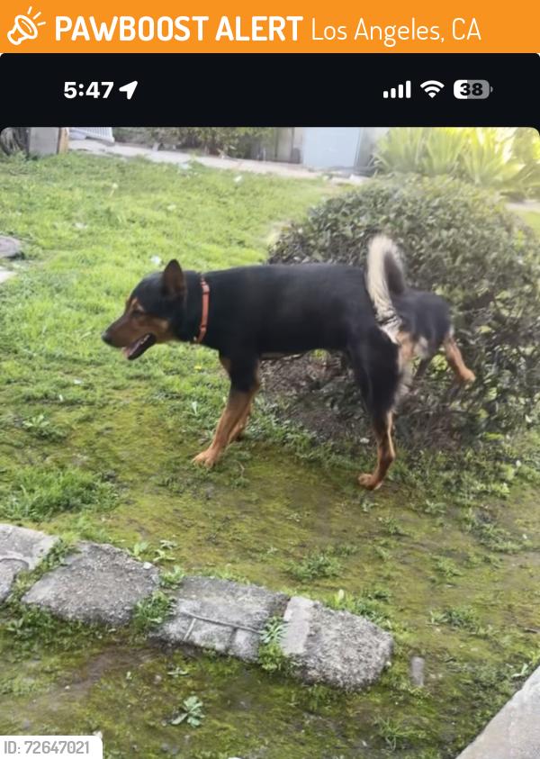 Found/Stray Male Dog last seen 57th and western, Los Angeles, CA 90062
