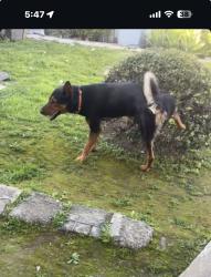 Found/Stray Male Dog last seen 57th and western, Los Angeles, CA 90062