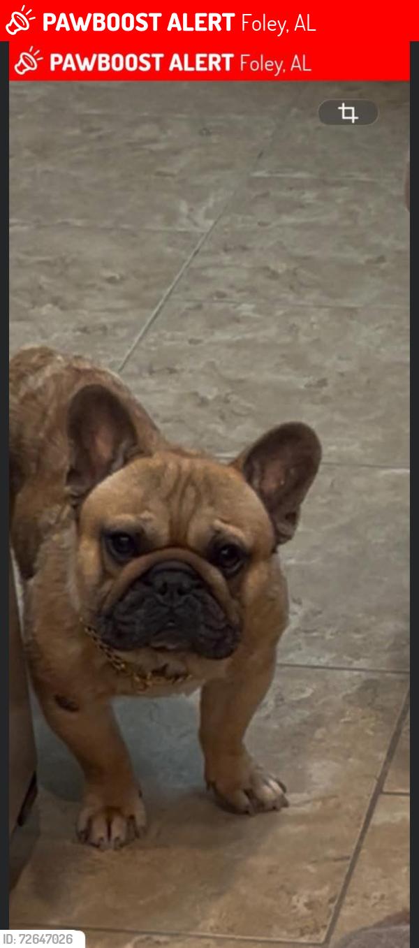 Lost Male Dog last seen Foley Baldwin County, Foley, AL 36535