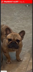 Lost Male Dog last seen Foley Baldwin County, Foley, AL 36535