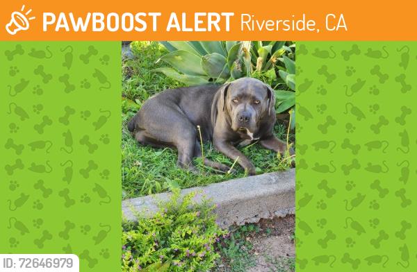 Found/Stray Female Dog last seen Magnolia Ave that crosses over Arlington Ave, Riverside, ca  92504, Riverside, CA 92504