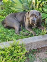 Found/Stray Female Dog last seen Magnolia Ave that crosses over Arlington Ave, Riverside, ca  92504, Riverside, CA 92504