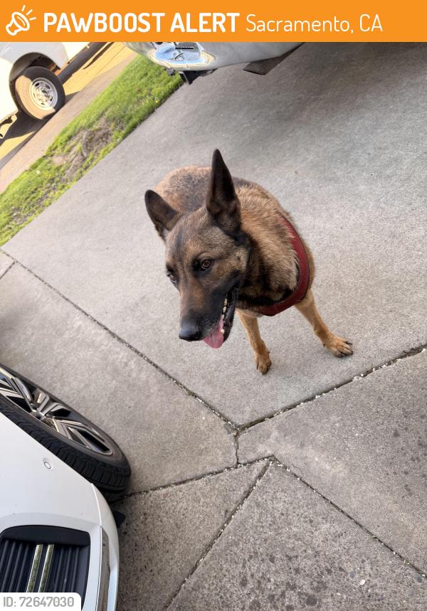 Found/Stray Female Dog last seen Fruitidge and 65th, Sacramento, CA 95820