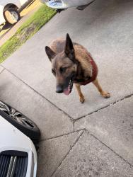 Found/Stray Female Dog last seen Fruitidge and 65th, Sacramento, CA 95820