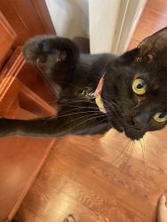 Lost Male Cat last seen Near Bogan Plaza at the AutumnBrooke neighborhood , Buford, GA 30519