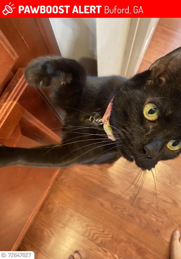 Lost Male Cat last seen Near Bogan Plaza at the AutumnBrooke neighborhood , Buford, GA 30519