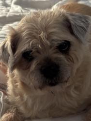 Lost Female Dog last seen Near S Fife St, Tacoma, WA 98409