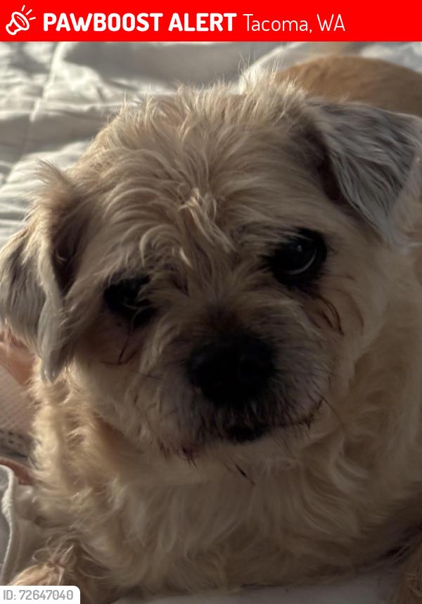Lost Female Dog last seen Near S Fife St, Tacoma, WA 98409