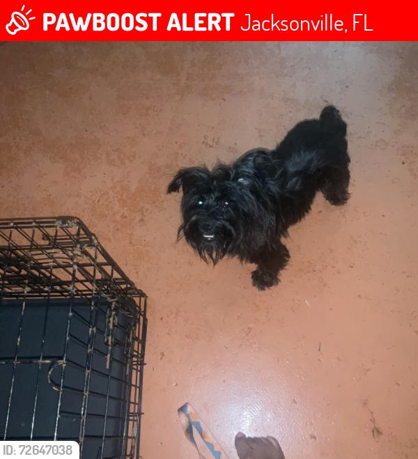 Lost Female Dog last seen Scottish court , Jacksonville, FL 32244