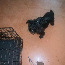 Lost Female Dog last seen Scottish court , Jacksonville, FL 32244
