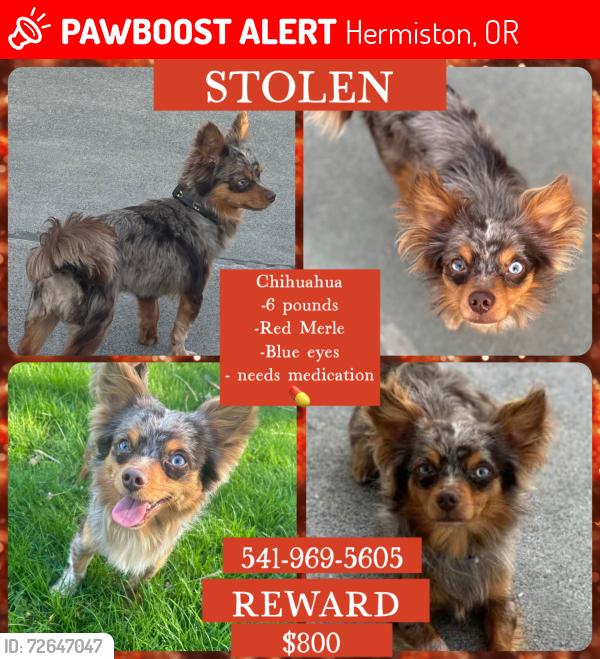 Lost Male Dog last seen In my front yard , Hermiston, OR 97838