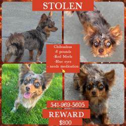 Lost Male Dog last seen In my front yard , Hermiston, OR 97838