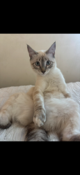 Lost Female Cat last seen Van Noord Ave & morepark , Los Angeles, CA 91604