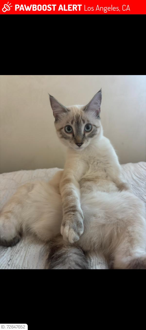 Lost Female Cat last seen Van Noord Ave & morepark , Los Angeles, CA 91604