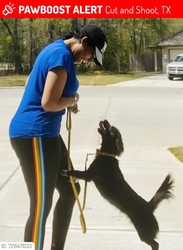 Lost Female Dog last seen Waukegan, Cut and Shoot, TX 77303