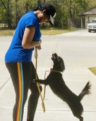 Lost Female Dog last seen Waukegan, Cut and Shoot, TX 77303