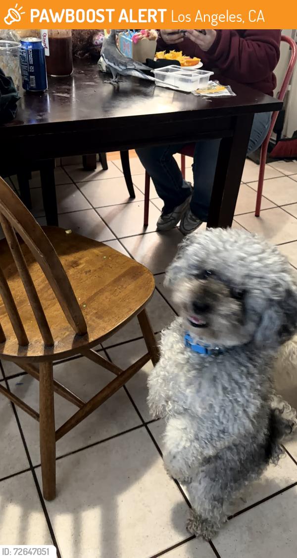Found/Stray Male Dog last seen Los Angeles , Los Angeles, CA 90044