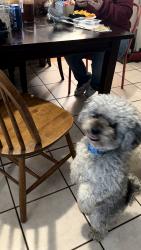 Found/Stray Male Dog last seen Los Angeles , Los Angeles, CA 90044