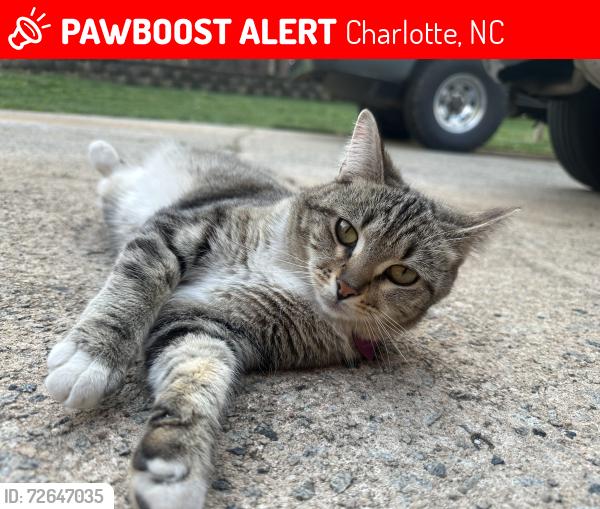Lost Female Cat last seen Charter Place & Rocky Falls Rd. , Charlotte, NC 28211