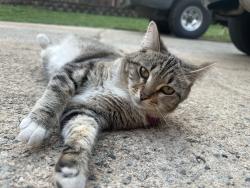 Lost Female Cat last seen Charter Place & Rocky Falls Rd. , Charlotte, NC 28211