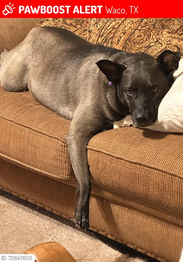 Lost Female Dog last seen Near cathy hse, Waco, TX 76710