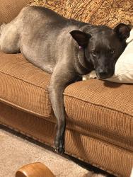 Lost Female Dog last seen Near cathy hse, Waco, TX 76710
