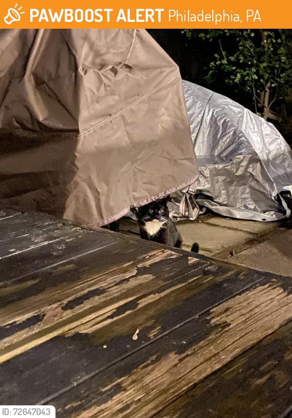 Found/Stray Unknown Cat last seen Orkney and Myrtle, Philadelphia, PA 19123