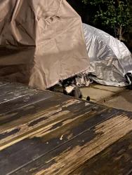 Found/Stray Unknown Cat last seen Orkney and Myrtle, Philadelphia, PA 19123