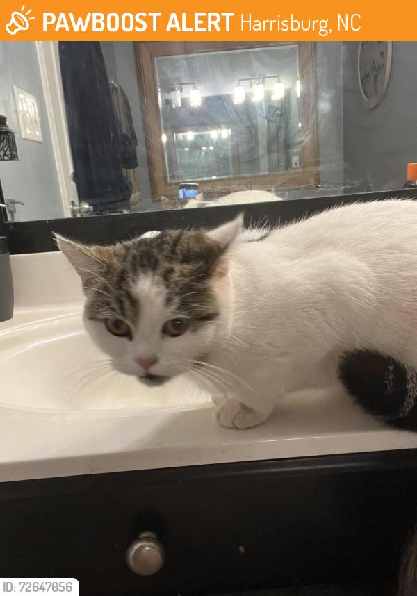 Found/Stray Unknown Cat last seen Neighborhood behind Lowes grocery store, Harrisburg, NC 28075