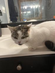 Found/Stray Unknown Cat last seen Neighborhood behind Lowes grocery store, Harrisburg, NC 28075