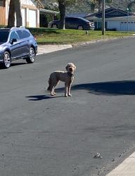 Found/Stray Male Dog last seen Goldfinch Lane Highgrove , Highgrove, CA 92507