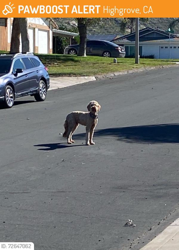 Found/Stray Male Dog last seen Goldfinch Lane Highgrove , Highgrove, CA 92507