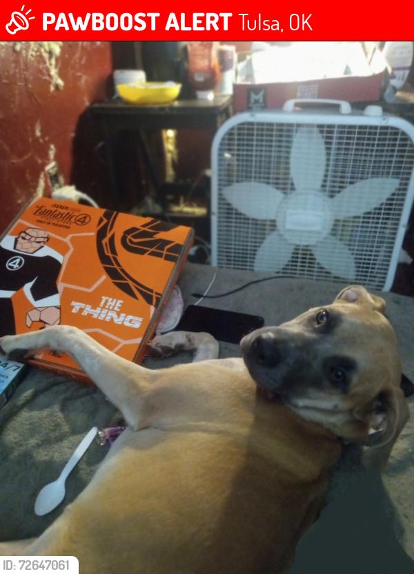 Lost Female Dog last seen E 50th st N, Tulsa, OK 74126
