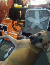 Lost Female Dog last seen E 50th st N, Tulsa, OK 74126